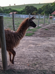 Lama glama