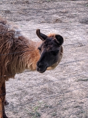 Lama glama