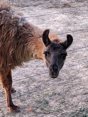 Lama glama