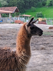 Lama glama