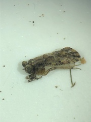 Myopsocus