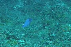 Anampses caeruleopunctatus