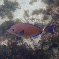 Prionurus maculatus
