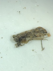 Myopsocus