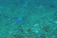 Anampses caeruleopunctatus