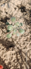 Camissoniopsis