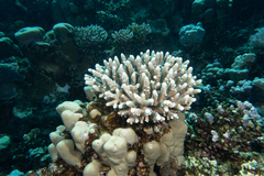 Acropora gemmifera