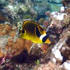 Chaetodon lunula