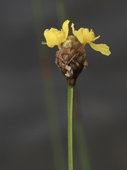 Xyris fimbriata