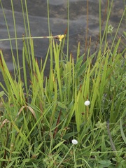 Xyris fimbriata