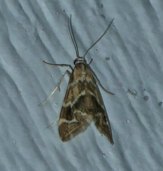 Petrophila avernalis