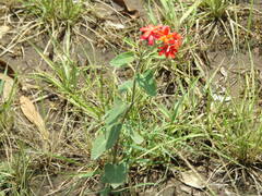Oxypetalum coccineum