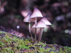 Mycena bulliformis