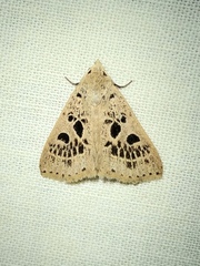 Herminodes atrosignata