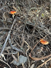 Amanita muscaria flavivolvata