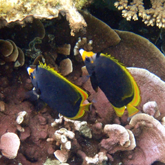 Chaetodon flavirostris