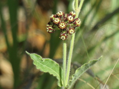 Oxypetalum arnottianum