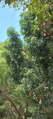 Mangifera