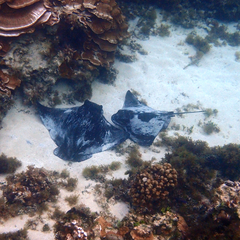 Myliobatis tenuicaudatus