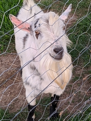 Capra hircus