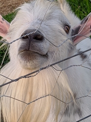 Capra hircus
