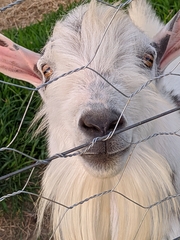 Capra hircus