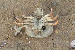 Metacarcinus anthonyi