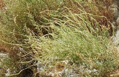Reseda lutea