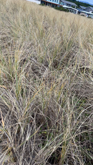 Spinifex sericeus