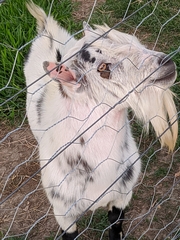 Capra hircus