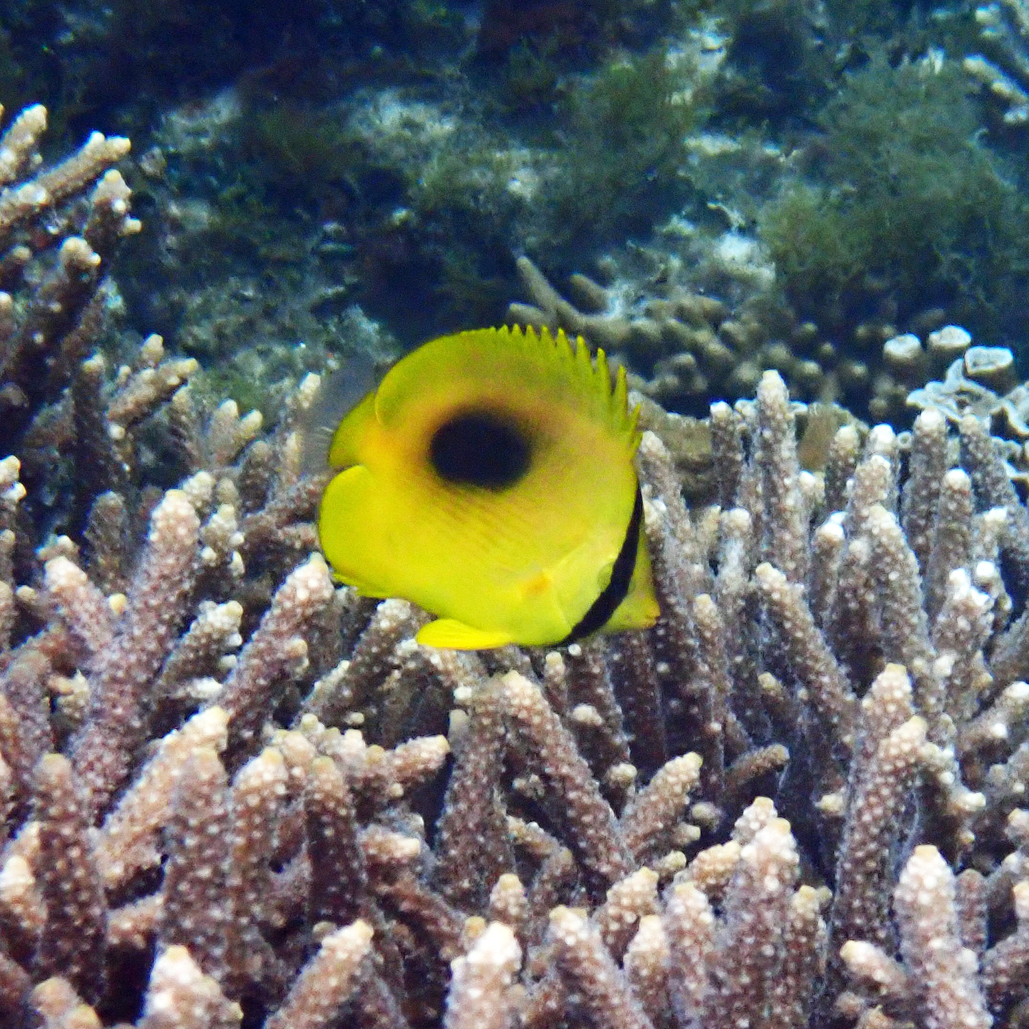 鏡斑蝴蝶魚(豆豉蝶) Chaetodon speculum