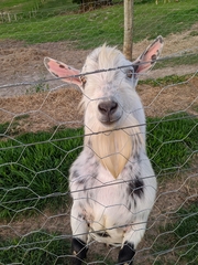 Capra hircus