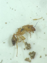 Pheidole parva