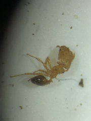 Pheidole parva