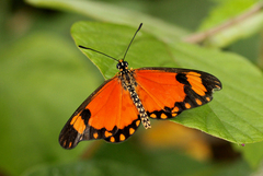 Acraea serena