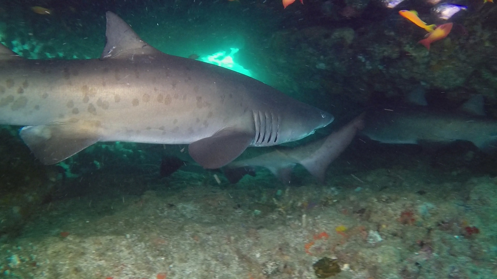 Spotted ragged-tooth shark close to the seabed in a reef gully at Aliwal Shoal, with a second shark behind it