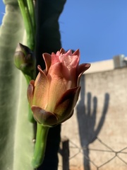 Cereus hildmannianus