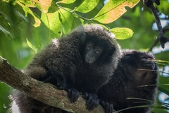 Callicebus nigrifrons