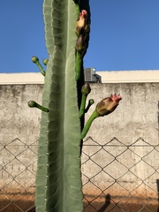 Cereus hildmannianus