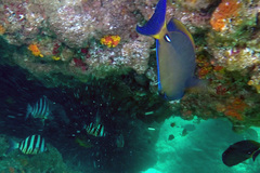 Acanthurus dussumieri