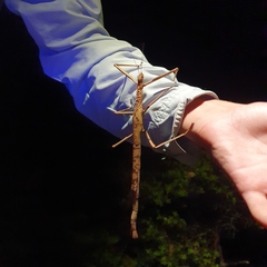 Acrophylla enceladus