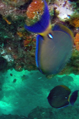Acanthurus dussumieri