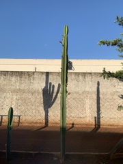 Cereus hildmannianus