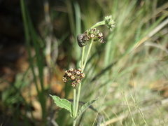 Oxypetalum arnottianum