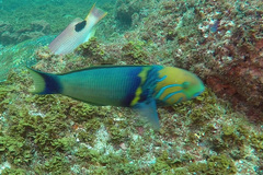 Thalassoma hebraicum
