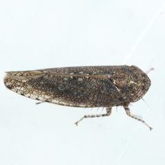 Paraphlepsius