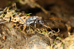 Leptomyrmex unicolor