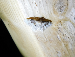 Idaea rusticata