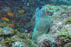 Gymnothorax favagineus