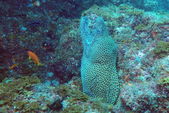 Gymnothorax favagineus